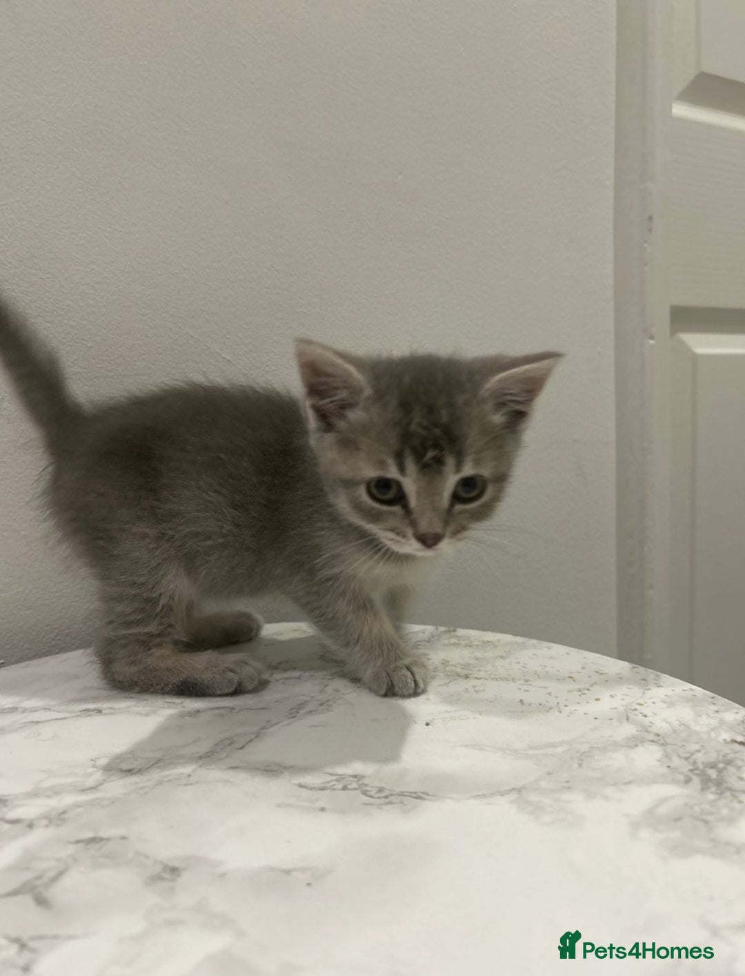 British Shorthair cats for sale: British Shorthair Cross Kitten  - Image 2