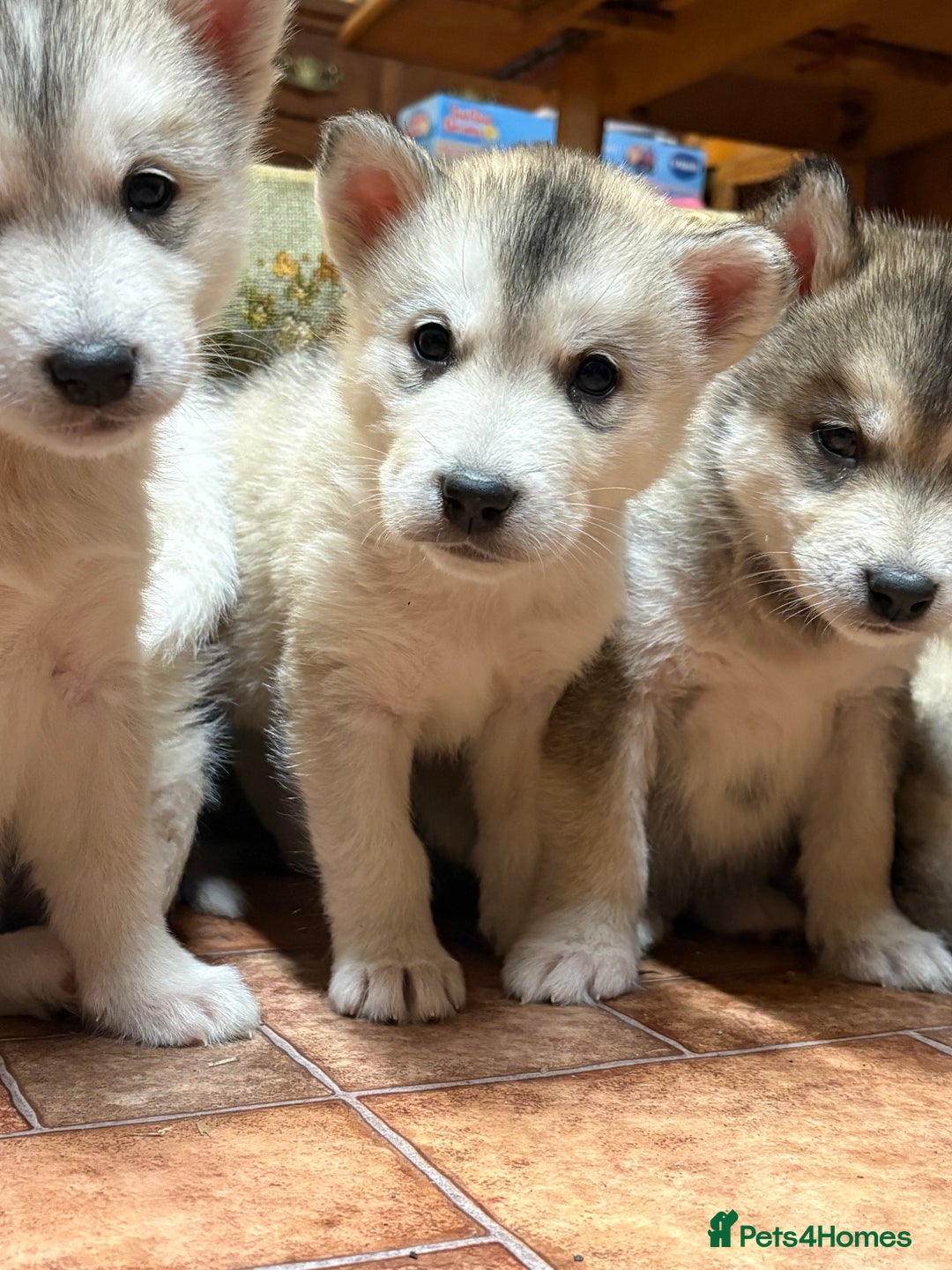 Alaskan Malamute dogs for sale: K.C registered Quality Alaskan Malamute puppies - Advert 28