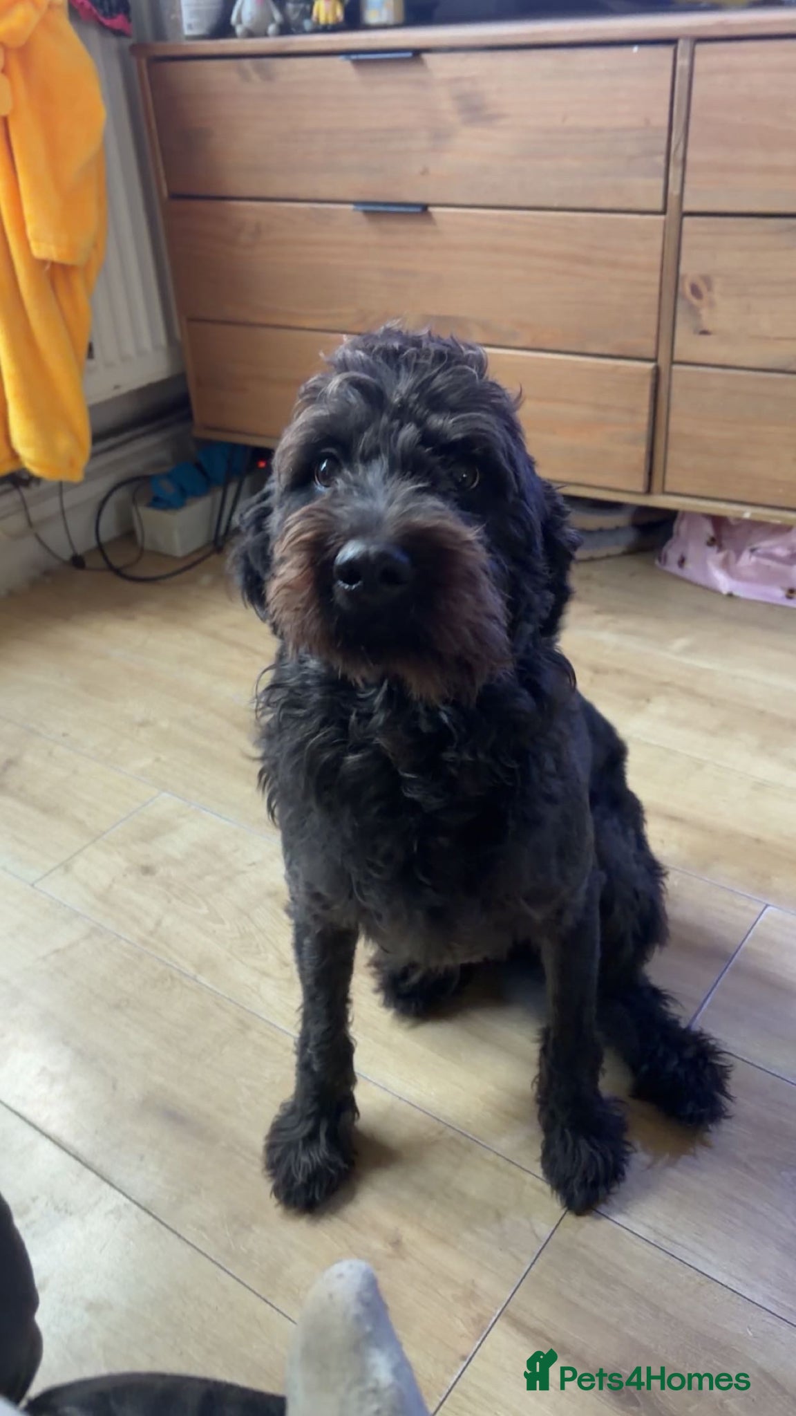 Labradoodle dogs Darcy, Labradoodle - Advert 1