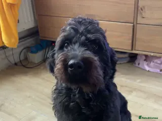 Labradoodle dogs Darcy, Labradoodle - Advert 2