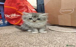 Ragdoll cats for sale: Persian ragdoll - Image 14