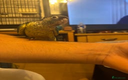 Conures birds for sale: 2 Pineapple/Green Cheek Conure Babies - Image 2