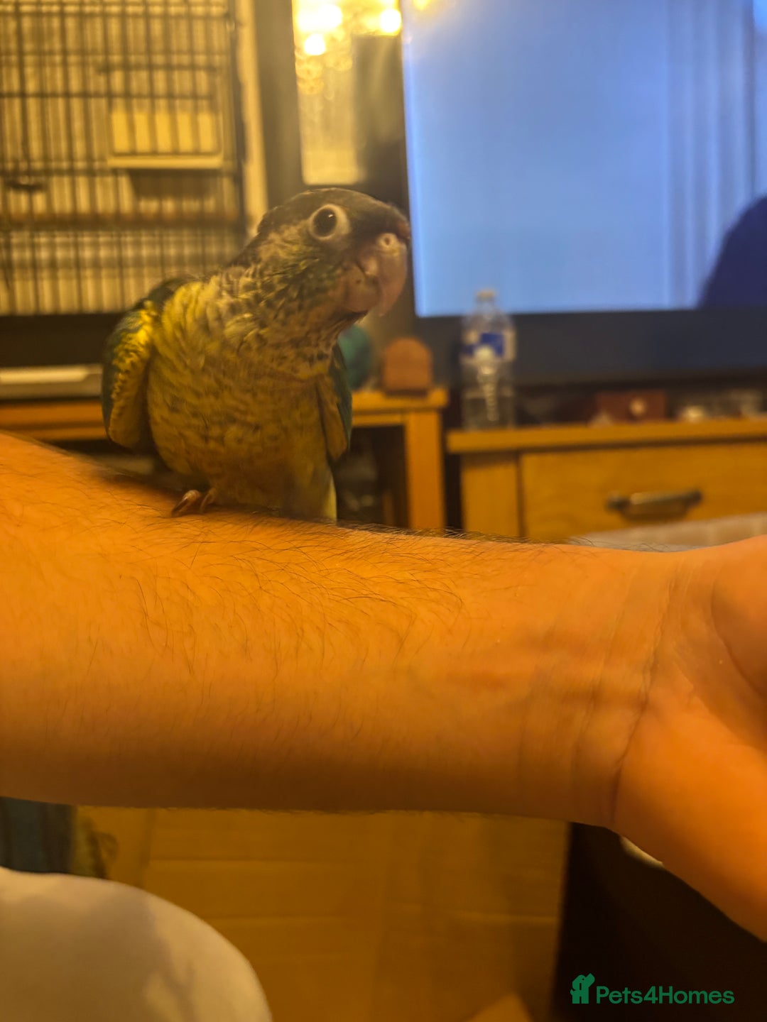 Conures birds for sale: 2 Pineapple/Green Cheek Conure Babies - Image 2