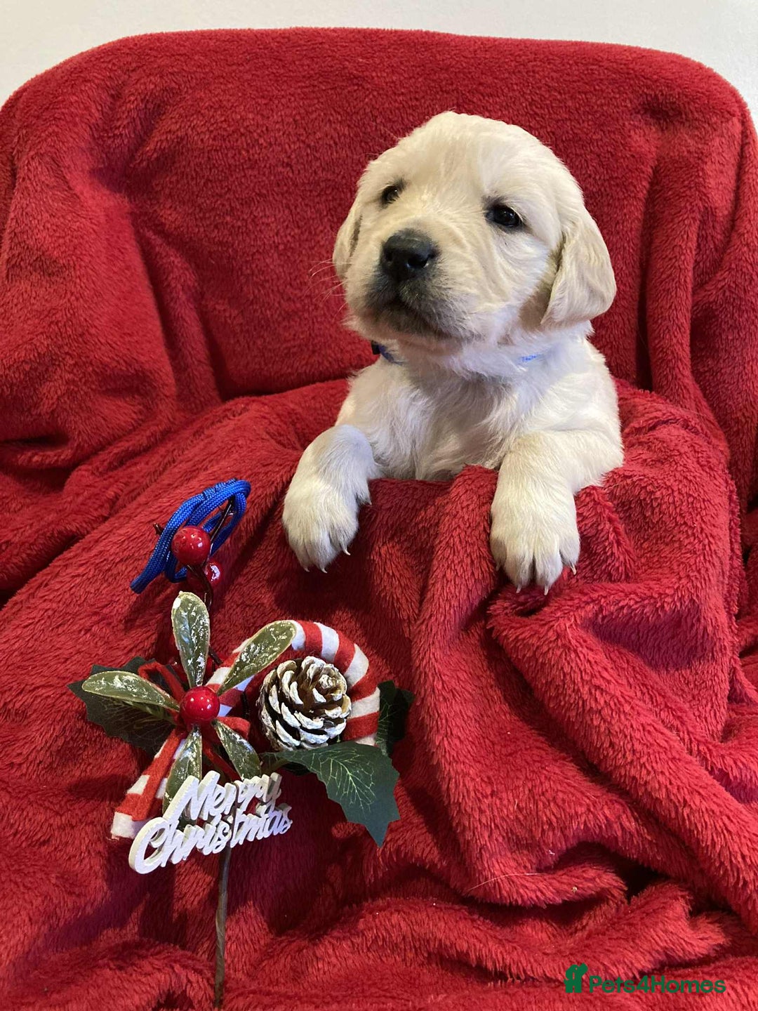 Golden Retriever dogs for sale: Golden Retriever puppies  - Advert 7