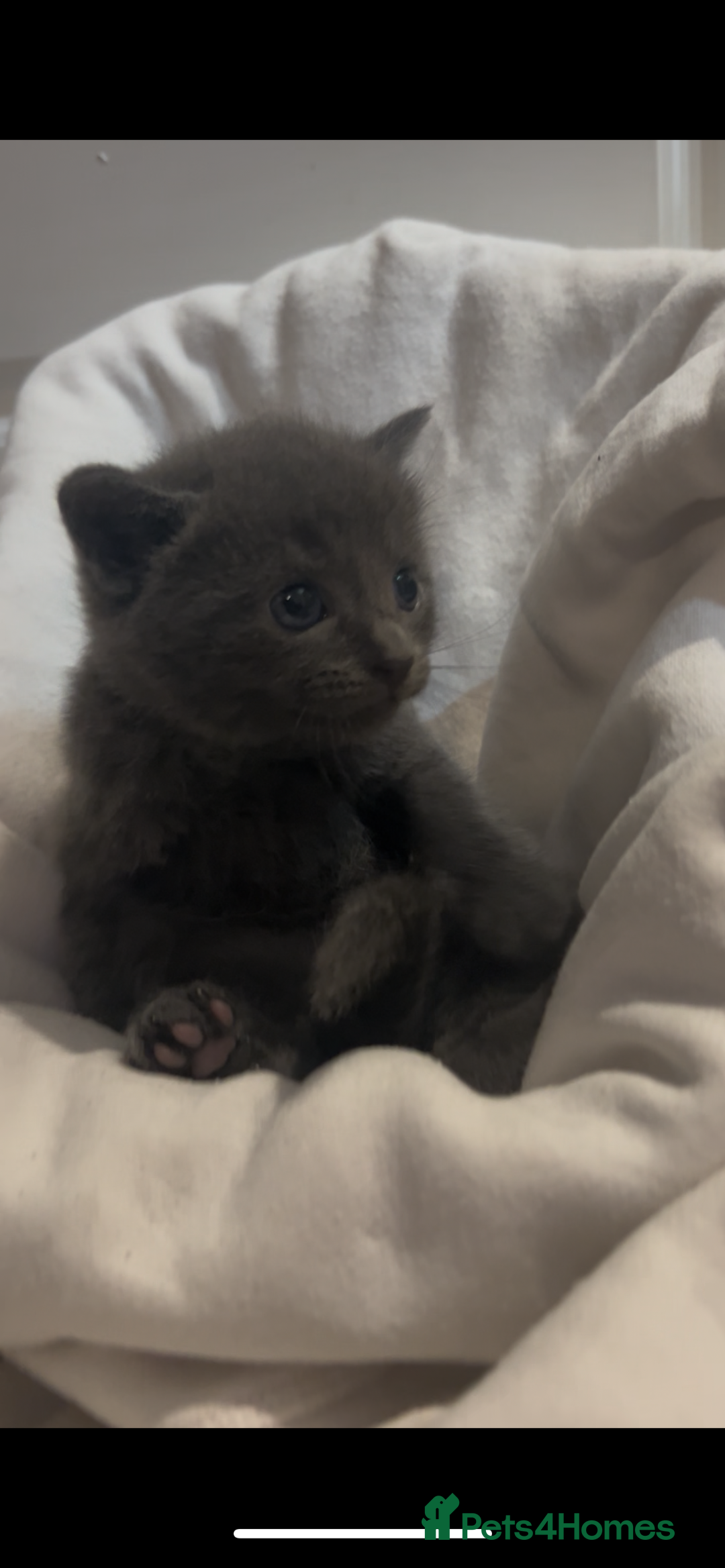 Mixed Breed cats for sale: 4 kittens for sale - Advert 7