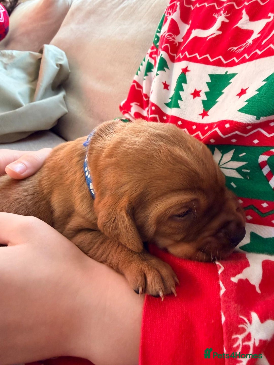 Labrador Retriever dogs for sale: KC Reg Labrador Puppies (mix of Red/blonde) - Advert 3