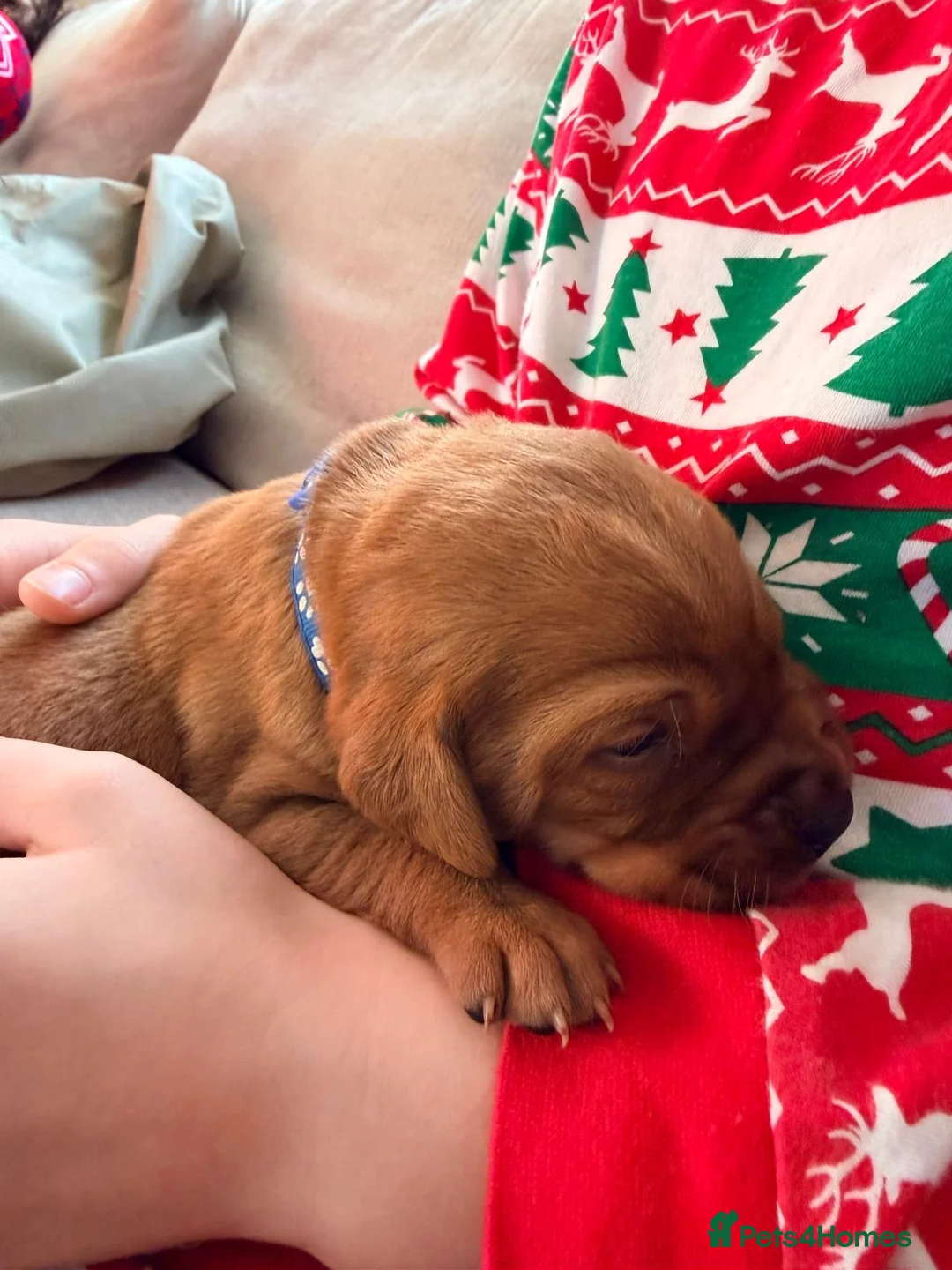 Labrador Retriever dogs for sale: KC Reg Labrador Puppies (mix of Red/blonde) - Advert 5