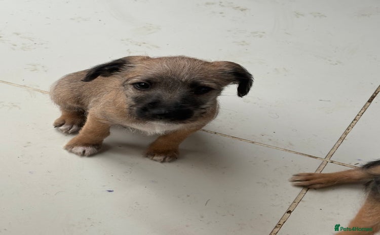 Mixed Breed dogs - Advert 2