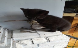 Mixed Breed cats for sale: Gorgeous Ragamuffin x kittens - Image 6