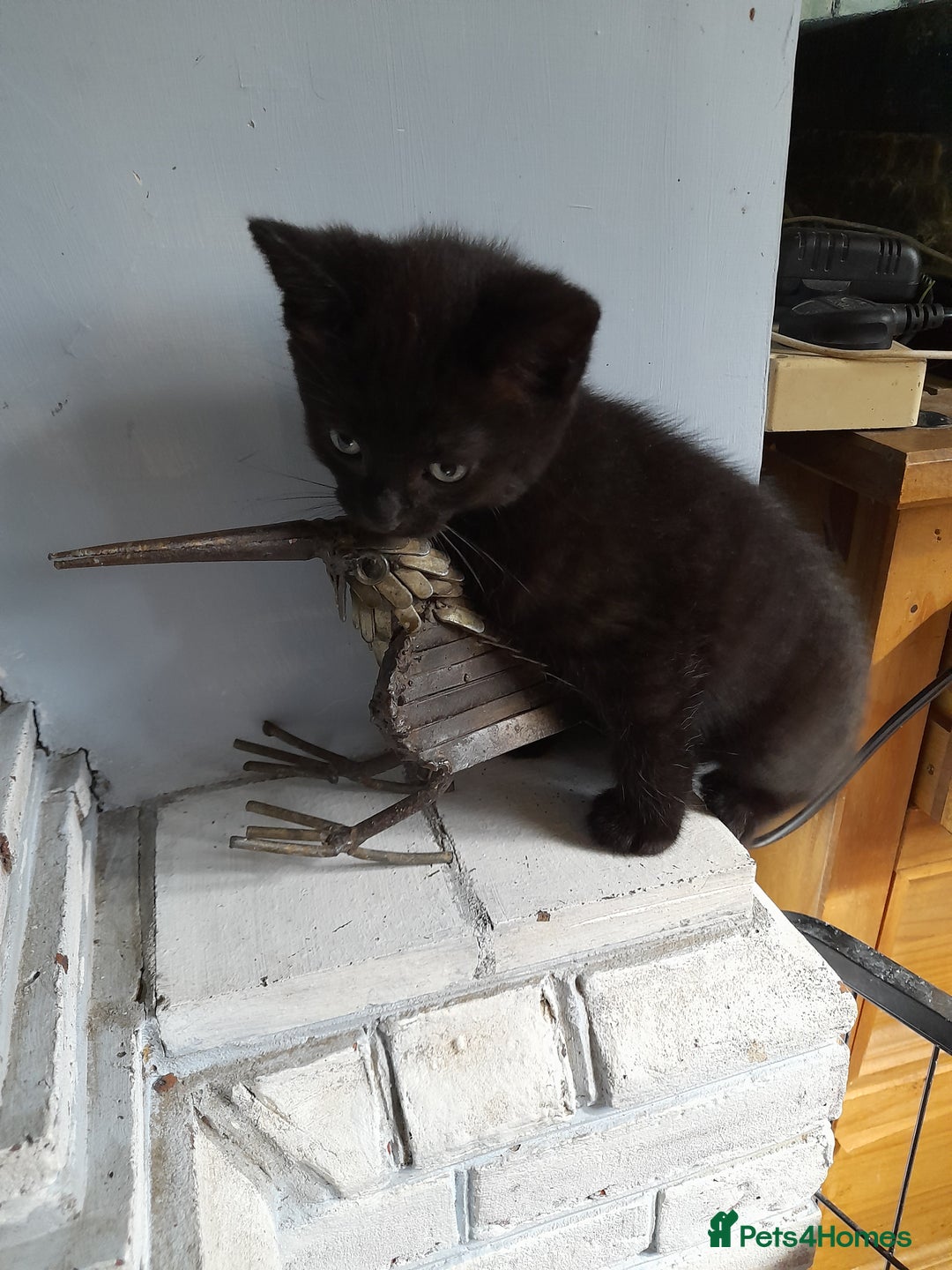Mixed Breed cats for sale: Gorgeous Ragamuffin x kittens - Image 6
