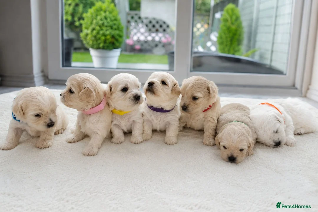 Maltese dogs for sale: Beautiful Maltese Puppies – Loving Family Homes - Advert 1