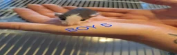 Rat rodents for sale: Baby male and female dumbos and rex rats  - Advert 14