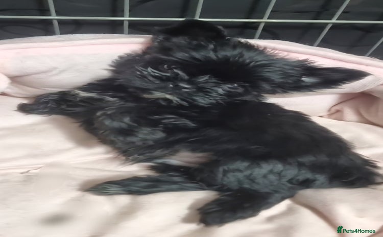Yorkshire Terrier dogs - Advert 1