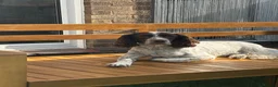English Springer Spaniel dogs for sale: Beautiful litter 9 English Springer Spaniel pups - Advert 3