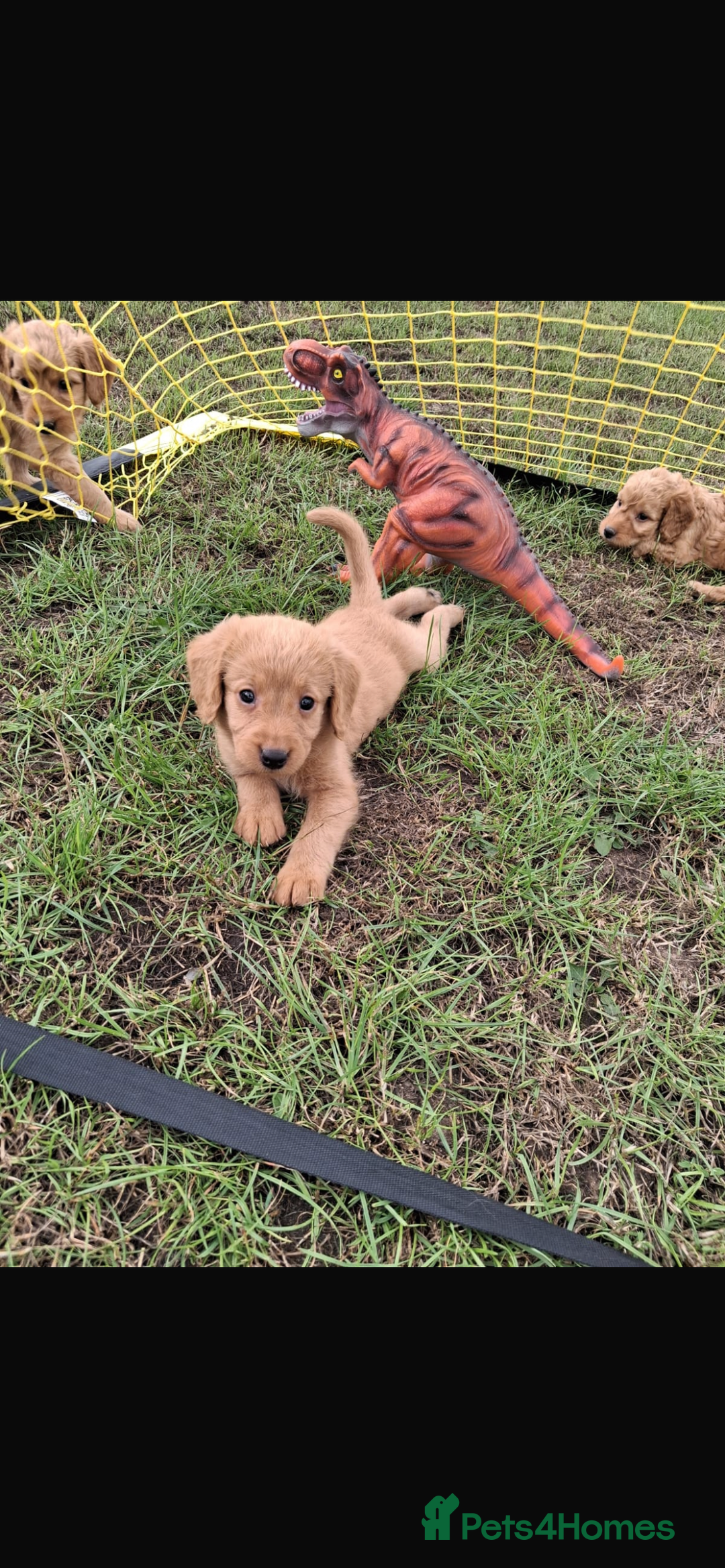 Mini Goldendoodle dogs for sale: F1 Goldendoodle puppies  - Image 8