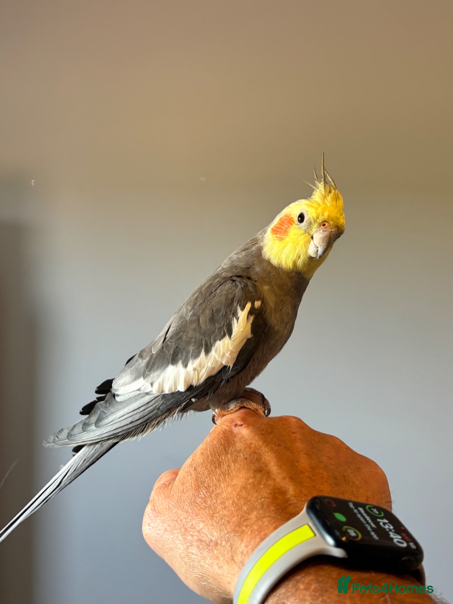 Cockatiels birds 3 mixed cockatiels 1 hand tame with 2 cages  - Advert 1