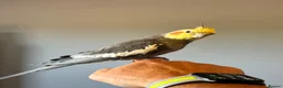 Cockatiels birds for sale: 3 mixed cockatiels 1 hand tame with 2 cages  - Advert 1