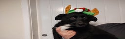 Border Collie dogs for sale: Border Collie Puppies Top Quality! - Advert 4