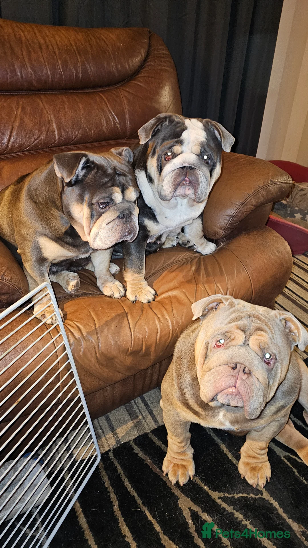 English Bulldog dogs for stud: Large full suit lilac Bulldog at stud. in Helensburgh - Advert 2