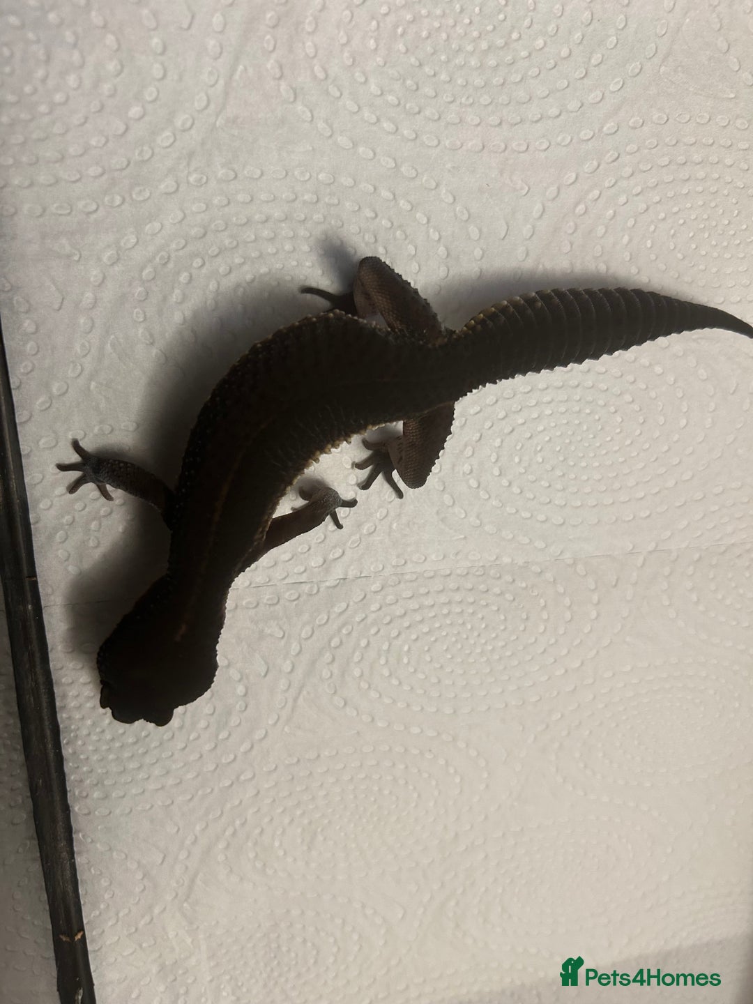 Leopard Gecko reptiles for sale: 3 x pure black night leopard geckos - Advert 17