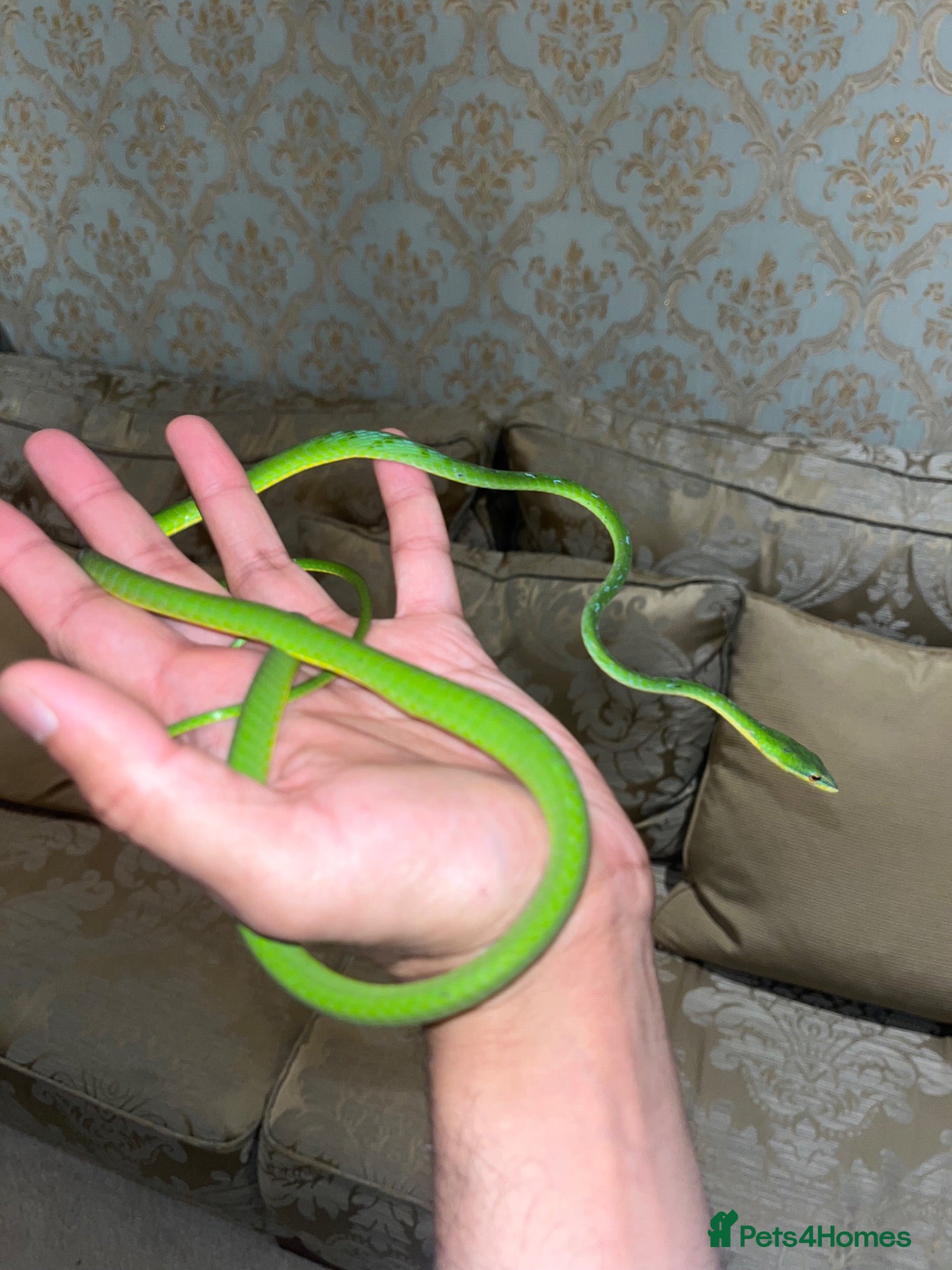 Snake reptiles Asian Vine Snake - the most beautiful snake! - Advert 1