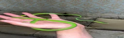 Snake reptiles for sale: Asian Vine Snake - the most beautiful snake! - Advert 1