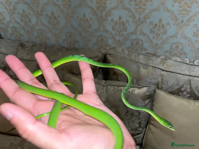 Snake reptiles Asian Vine Snake - the most beautiful snake! - Advert 1
