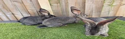 Continental Giant rabbits for sale: Continental Giants  - Advert 4