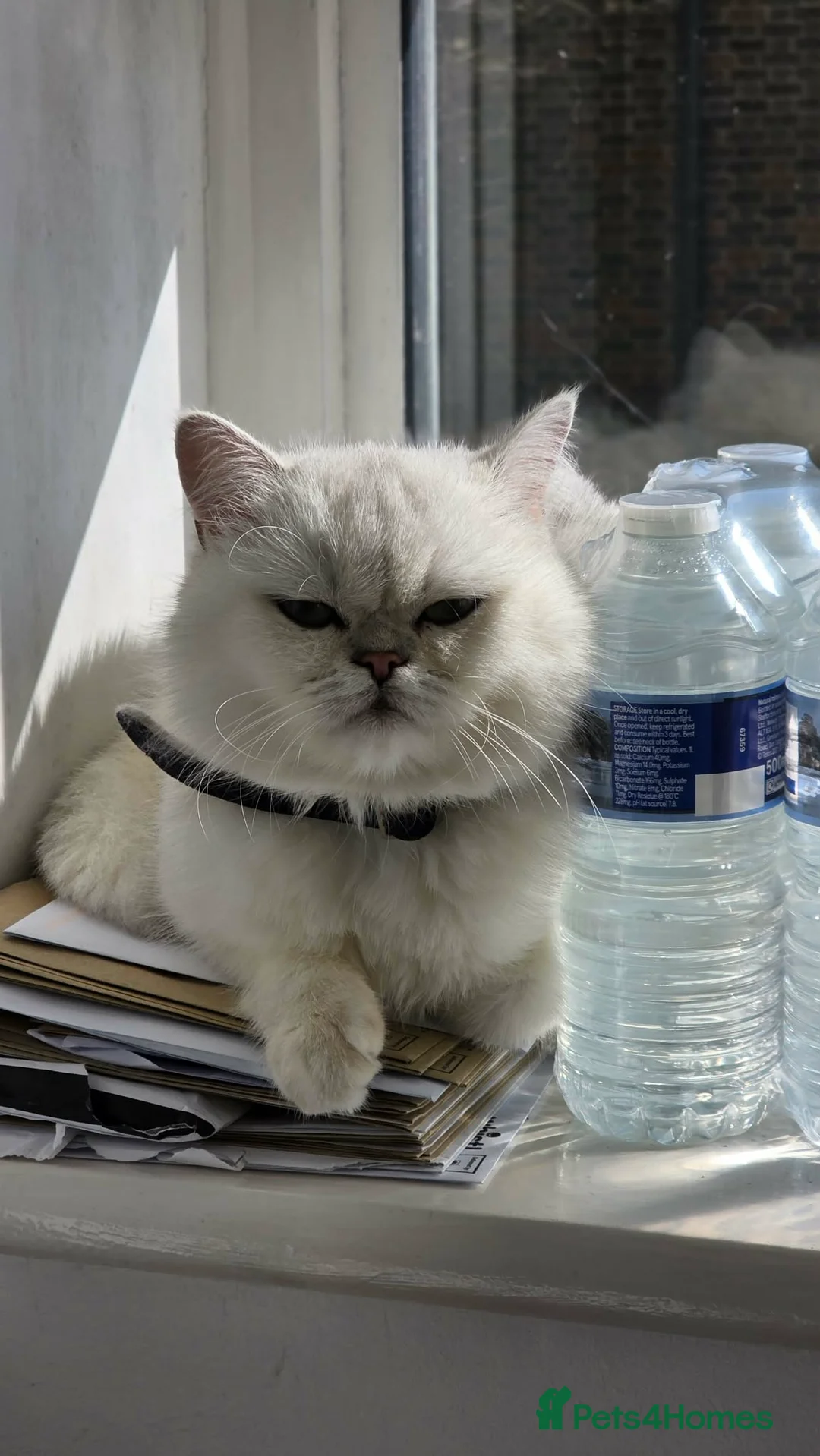 British Shorthair cats for sale: Beautiful British Shorthair - Advert 4