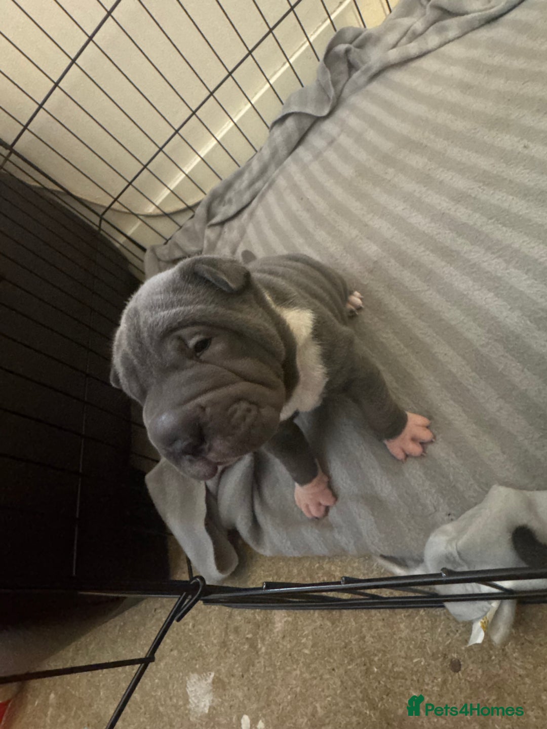 Shar Pei dogs for sale: Blue & White Shar pei  - Image 2