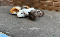 Guinea Pig rodents for sale: Beautiful Baby Female Guinea Pigs  - Image 4