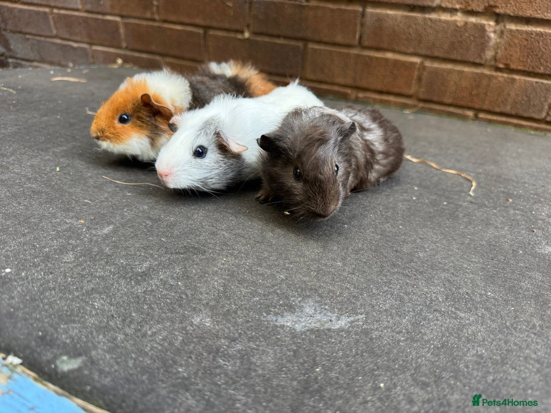 Guinea Pig rodents for sale: Beautiful Baby Female Guinea Pigs  - Image 4
