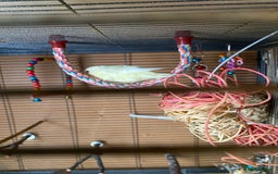 Parakeets birds for sale: Yellow lineolated parakeet  - Image 1