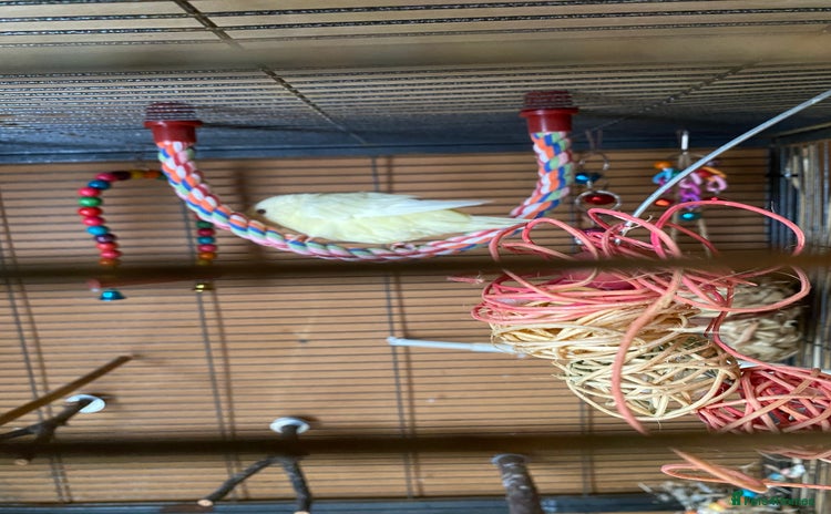 Parakeets birds - Advert 2