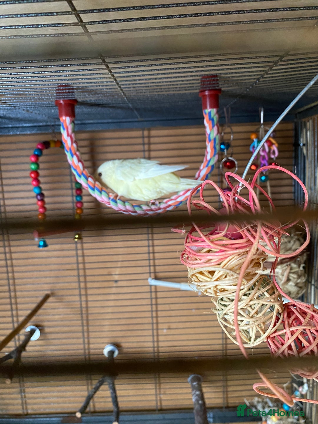Parakeets birds for sale: Yellow lineolated parakeet  - Image 1