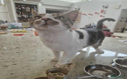 Mixed Breed cats for adoption: Nemo is looking for a home! - Image 7