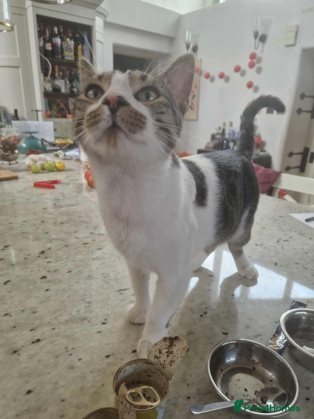 Mixed Breed cats for adoption: Nemo is looking for a home! - Image 7