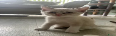 Ragdoll 6
