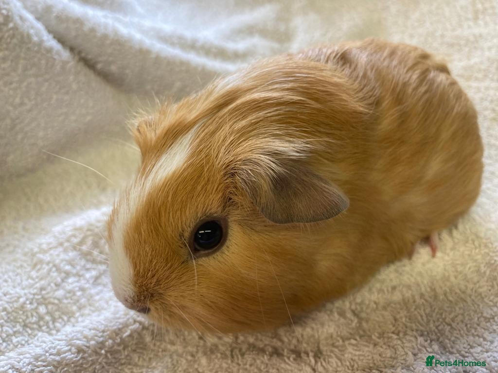 Guinea Pig rodents Guinea pigs male /female short hair - Advert 3