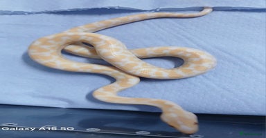 Boa Snake reptiles - Advert 1