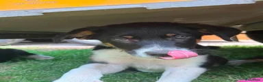 Border Collie 2