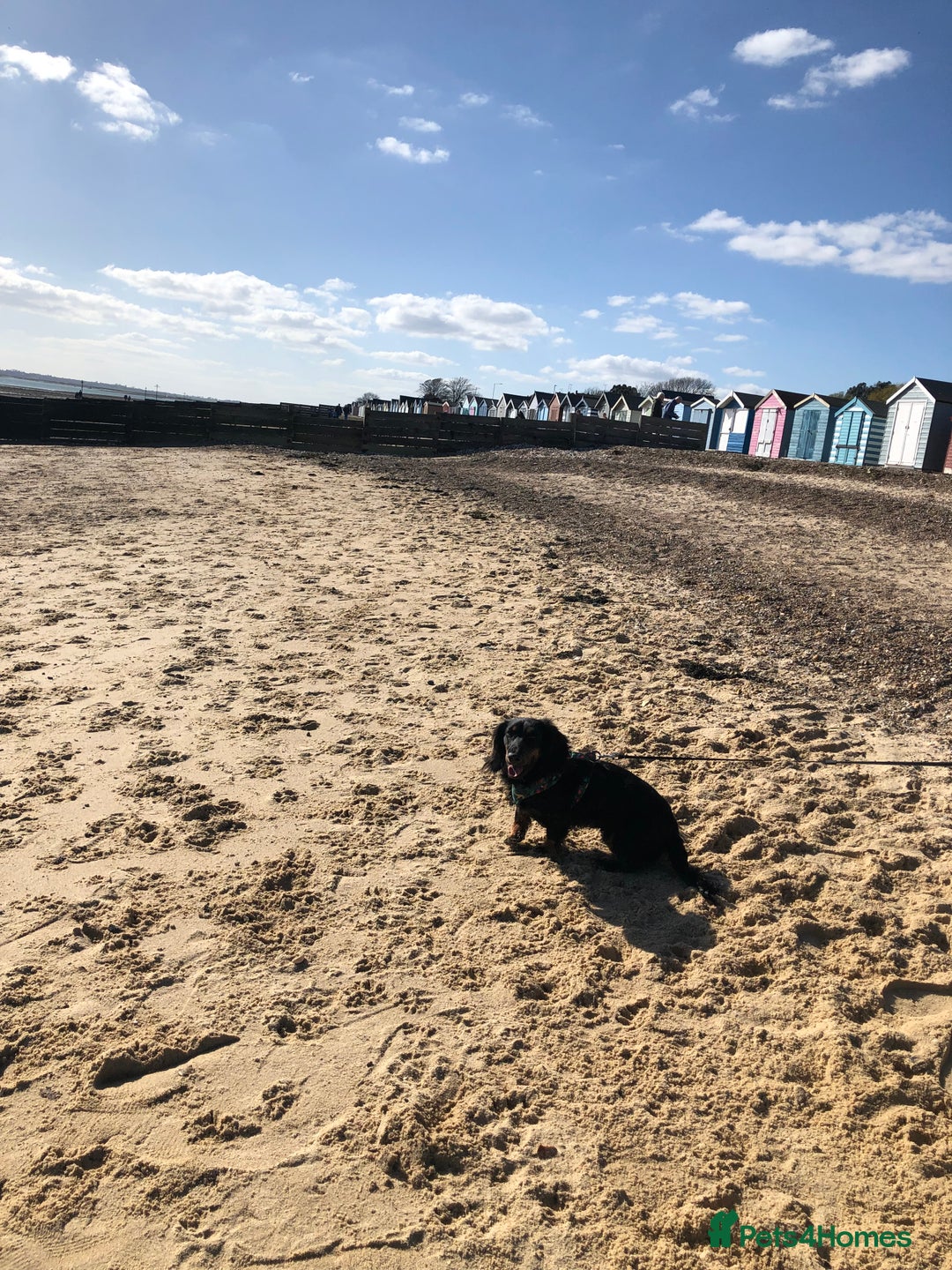 Miniature Dachshund dogs for sale:  long haired miniature dachshund male KC registere - Advert 28