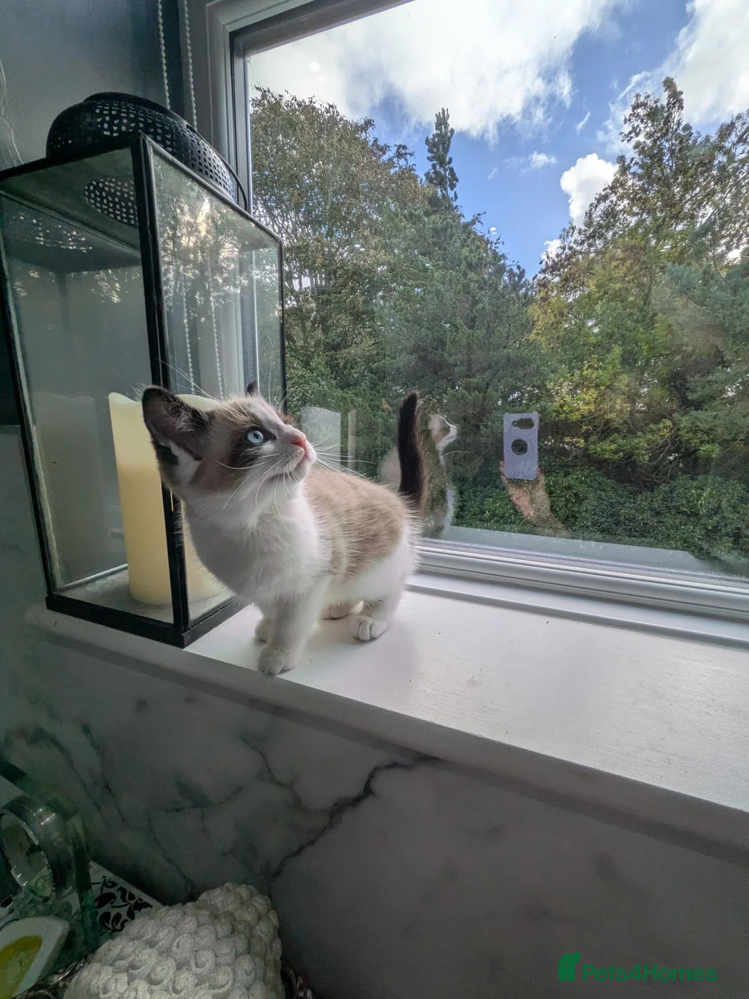Mixed Breed cats for sale: Half Ragdoll quarter Siamese  - Advert 2