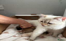British Shorthair cats for sale: *READY NOW* TICA registered BSH kittens - Image 22