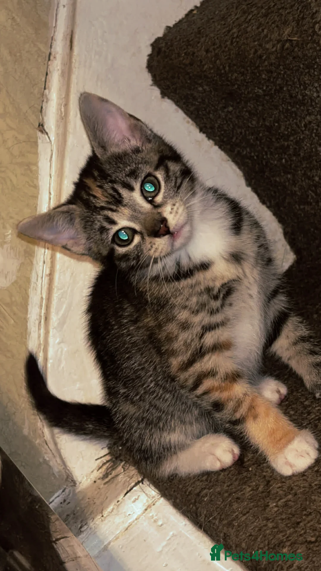 Mixed Breed cats for sale: 2 gorgeous calico female kittens for sale  - Advert 3