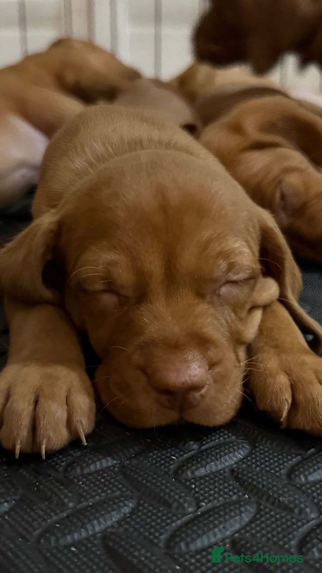 Hungarian Vizsla dogs for sale: Hungarian Vizsla Puppies – Prime Pedigree - Advert 9