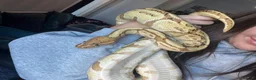 Python Snake reptiles for sale: Banana ball python  in Wirral - Advert 1