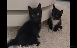British Shorthair cats for sale: Black and tuxedo baby kittens in Bicester - Image 36