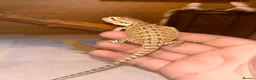Bearded Dragon reptiles for sale: Super friendly baby bearded dragons - Advert 3