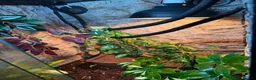 Chameleon reptiles for sale: Vailed chameleon for sale!  in Beaminster - Advert 3